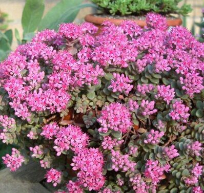 Sedum 'Rosenteppich'